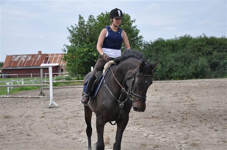 Holstener Claudi (Solgt) billede 9