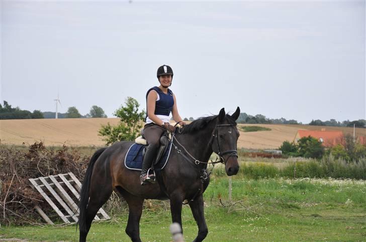 Holstener Claudi (Solgt) billede 10