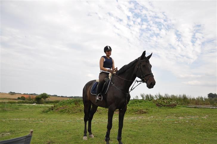 Holstener Claudi (Solgt) billede 11