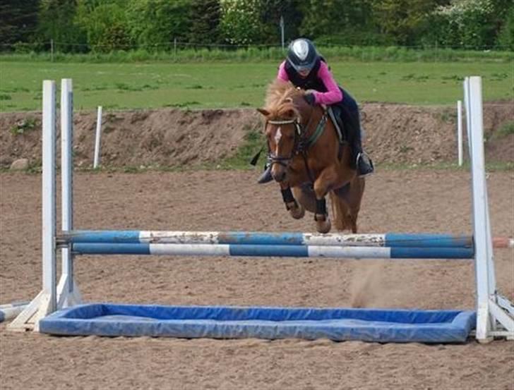 Anden særlig race Nicki solgt!! - Springer vandgrav billede 3