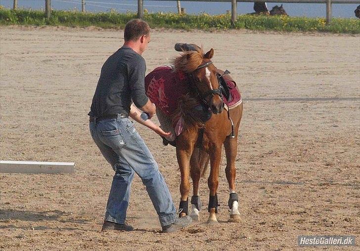 Anden særlig race Nicki solgt!! - ups!!!!!       *NYT*                                                                      foto: Kathrine Bruun billede 5