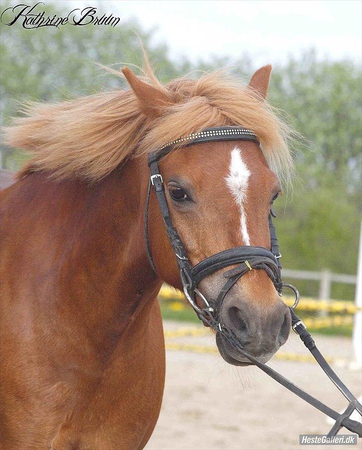 Anden særlig race Nicki solgt!! - :-)  *NYT*                                                                                             foto: Kathrine Bruun billede 7