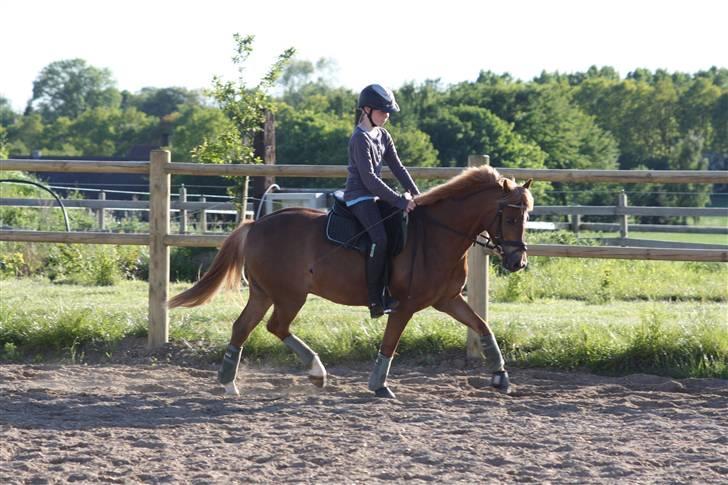 Anden særlig race Nicki solgt!! - Dressurtræning billede 8
