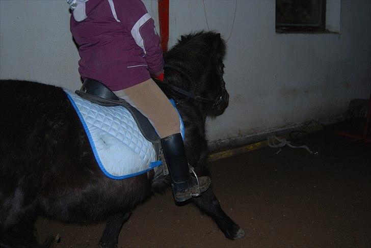 Shetlænder Sabrine - nr, 12) Fuld fart frem!! (:  billede 7
