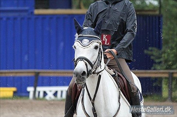 New Forest Rødtjørns Bellis *tidligere hest* - Stævne BAR billede 3