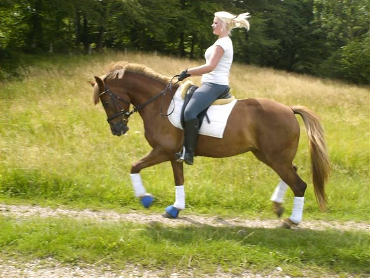 Anden særlig race Kassiopaya billede 14