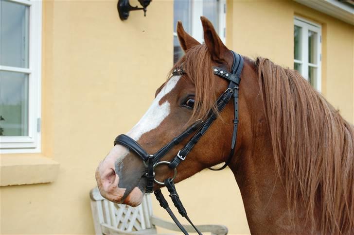 Welsh Pony (sec B) Korreborgs Verdi <3 - Verdi med hans nye trense, som var købt i str. pony, men hvor der måtte laves ekstra huller i alt. billede 13