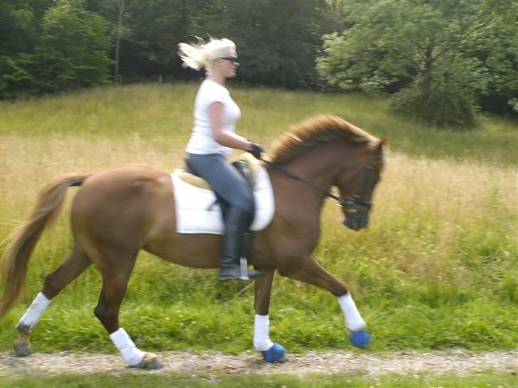 Anden særlig race Kassiopaya billede 16