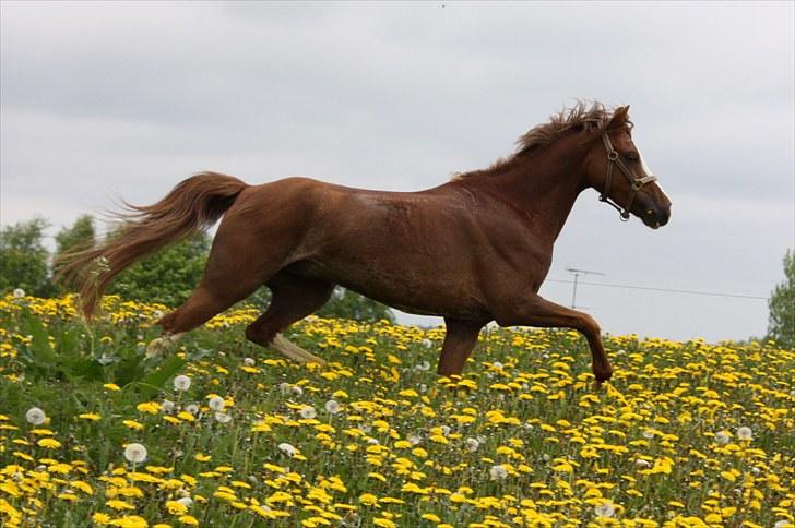 Welsh Pony (sec B) Korreborgs Verdi <3 - Min smukke pony <3 billede 14