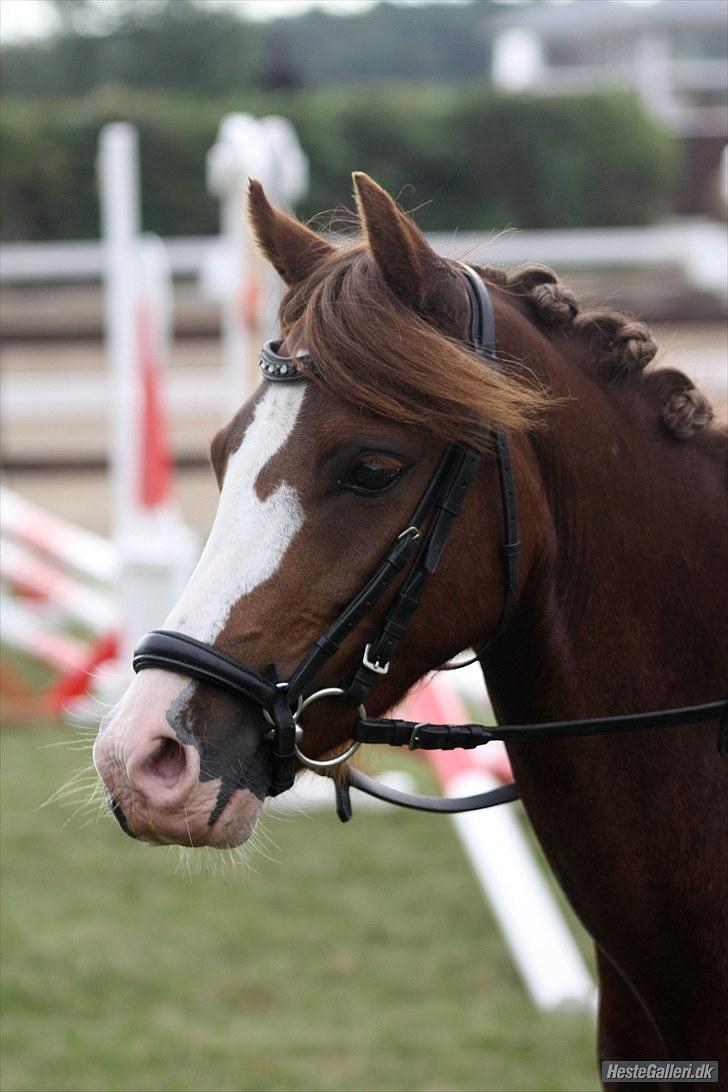 Welsh Pony (sec B) Korreborgs Verdi <3 - Stævne SOLR d. 2 august (Foto: Michala Mejlgaard) billede 15