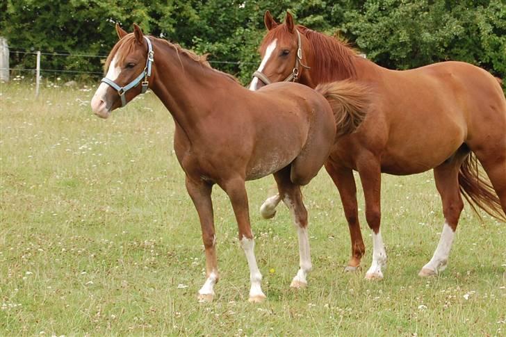 Welsh Pony (sec B) Korreborgs Verdi <3 - Morgengymnastik (tjek hans bagben) billede 16