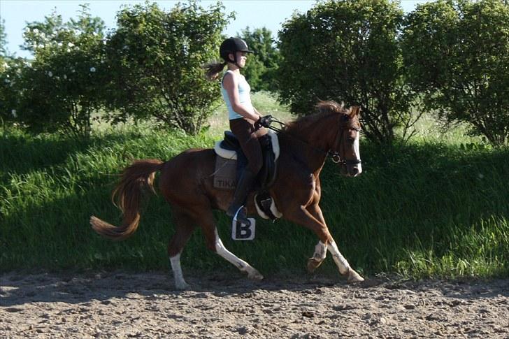 Welsh Pony (sec B) Korreborgs Verdi <3 - jul 09 billede 17