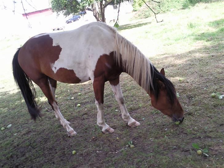 Anden særlig race Spirit - solgt billede 15