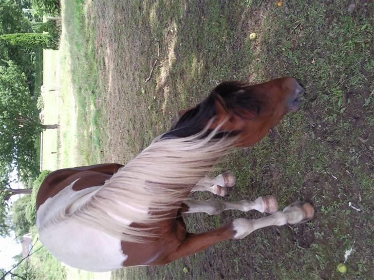 Anden særlig race Spirit - solgt billede 16