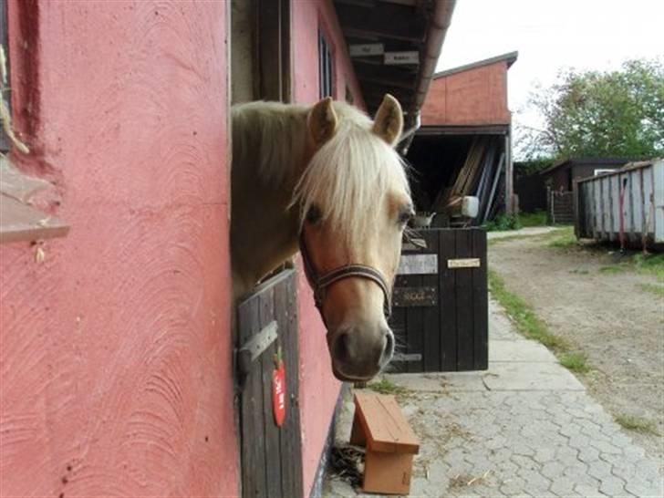 Hollandsk Sportspony Epol Star *Solgt* R.I.P - Velkommen til Palomino Epol Star. Læg en kommentar og en bedømmelse :D Polo der kigger ud af sin boks <3 billede 1