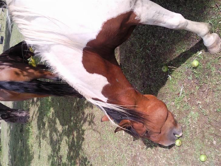 Anden særlig race Spirit - solgt billede 17