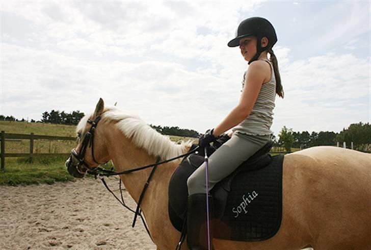 Hollandsk Sportspony Epol Star *Solgt* R.I.P billede 2