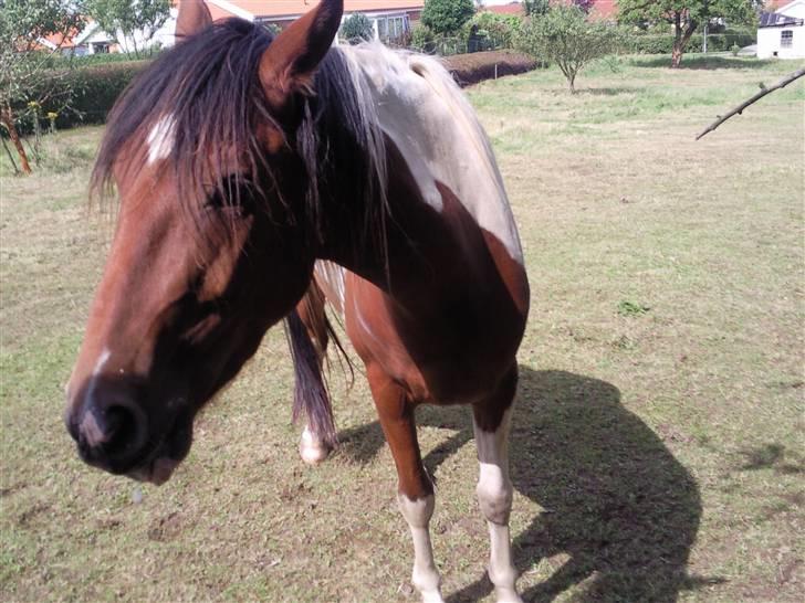 Anden særlig race Spirit - solgt billede 18