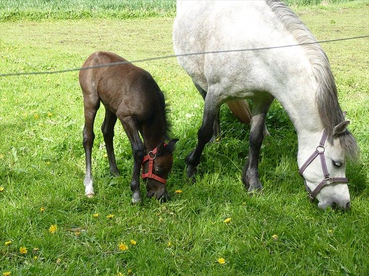 Welsh Mountain (sec A) Christoft Troika billede 18