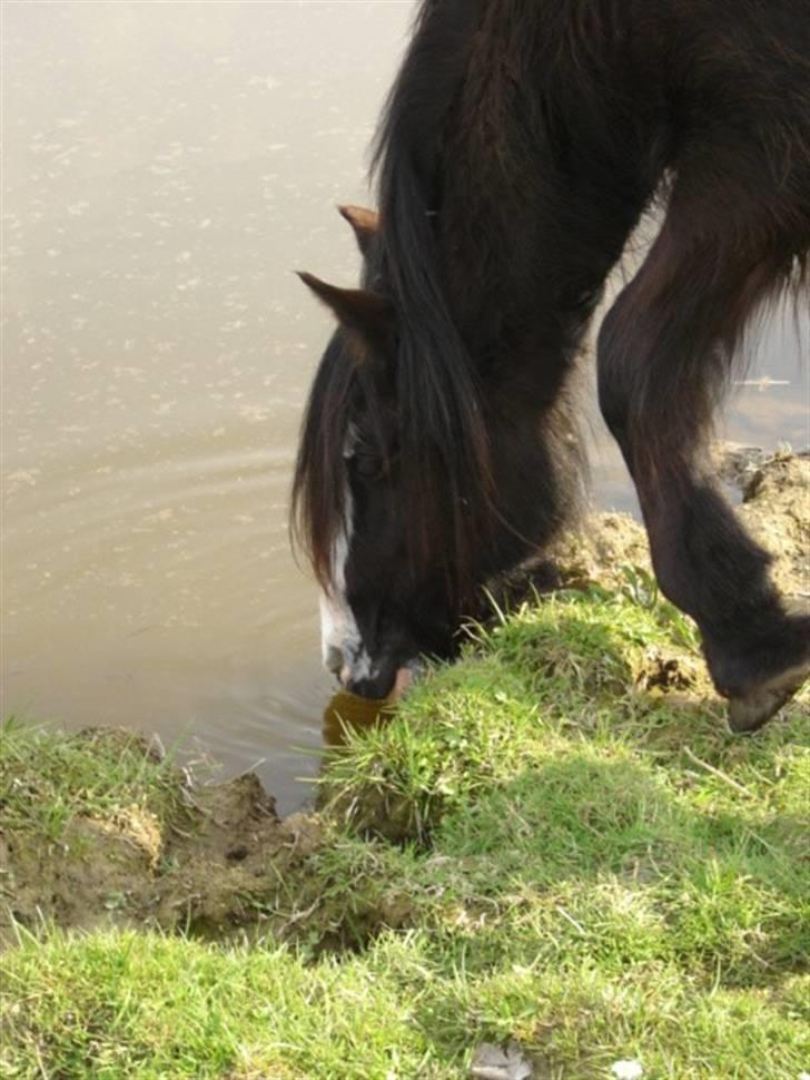 Tinker Zarmora R.i.P - Zarmora drikker vand af kanalen billede 5