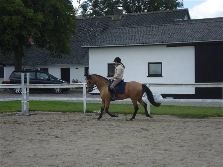 Cruzado Alphi *Solgt*  - D. 28.07.09  Førstegang jeg rider ham . billede 13