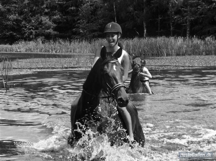 Dansk Varmblod Zophie Engel billede 2
