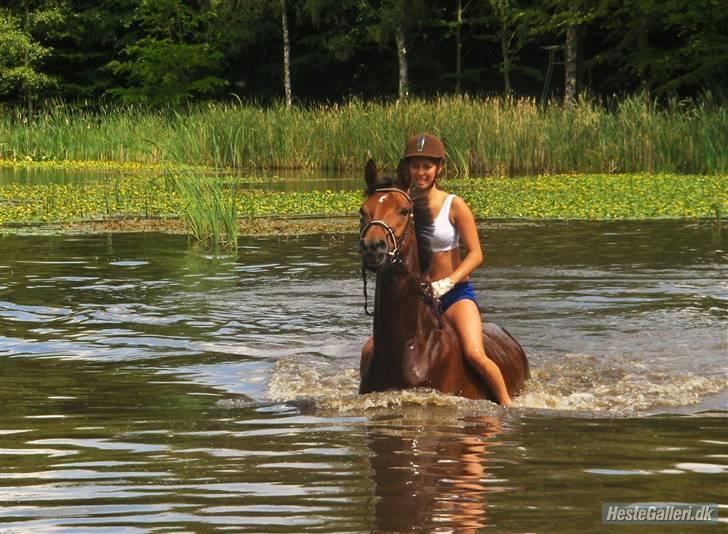 Dansk Varmblod Zophie Engel billede 3