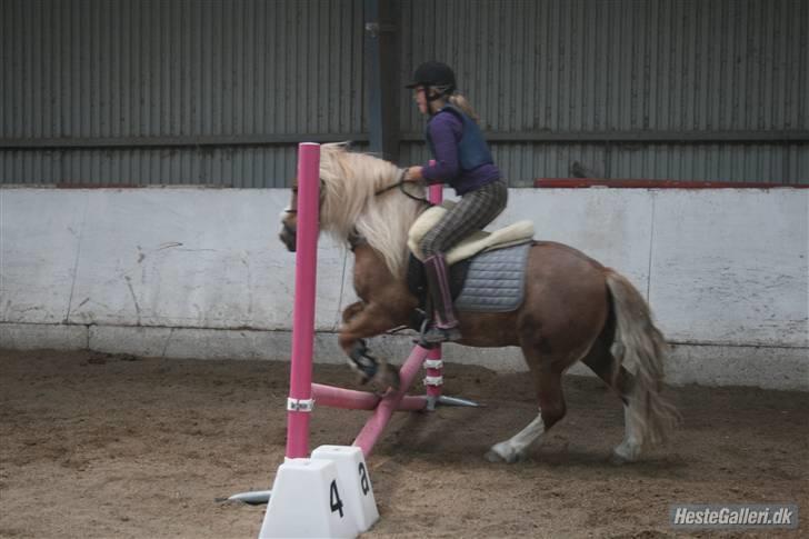 Anden særlig race Mac Gregor  billede 13