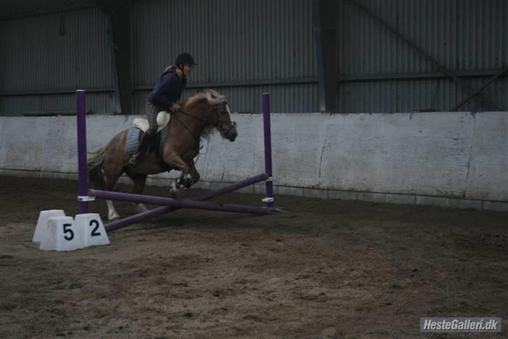 Anden særlig race Mac Gregor  billede 14