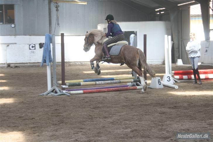 Anden særlig race Mac Gregor  billede 15