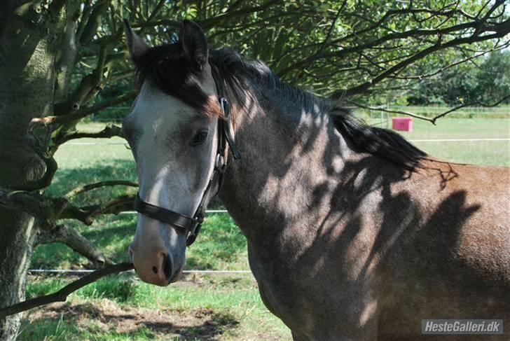 Anden særlig race Caliano (SOLGT) billede 11