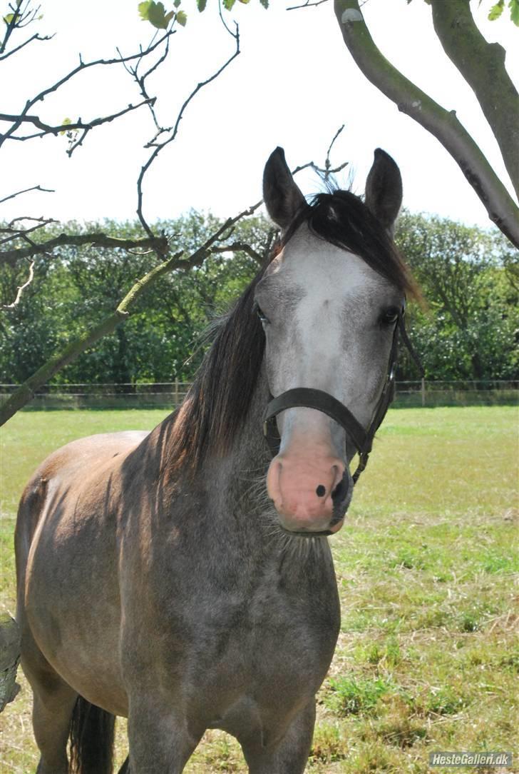 Anden særlig race Caliano (SOLGT) billede 12