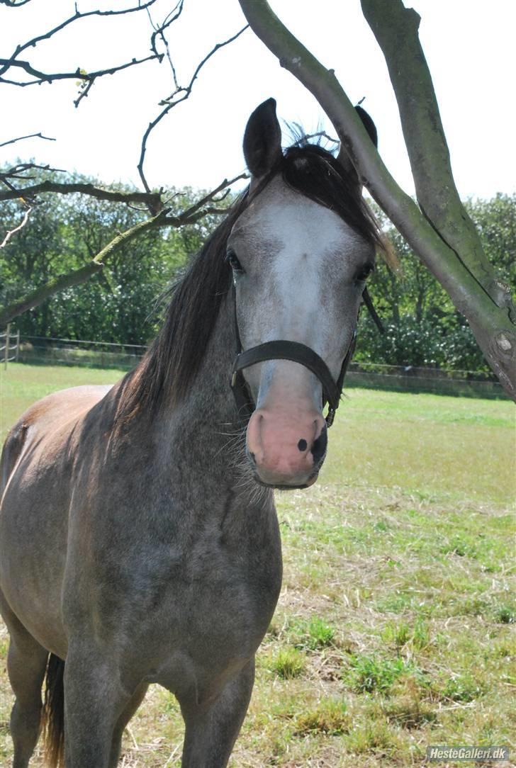 Anden særlig race Caliano (SOLGT) billede 13