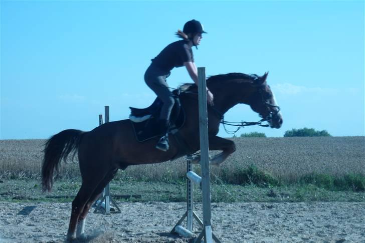Hollandsk Sportspony Rico<3  - jumper <3 billede 17