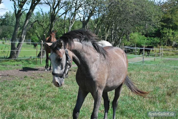 Anden særlig race Caliano (SOLGT) billede 16