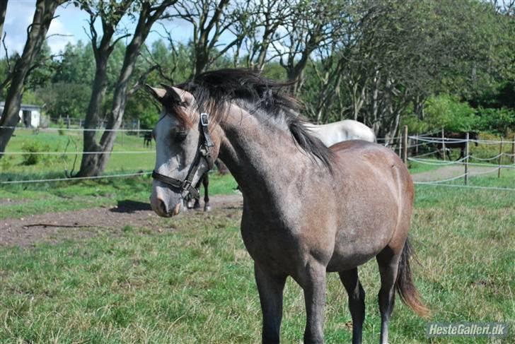 Anden særlig race Caliano (SOLGT) billede 17