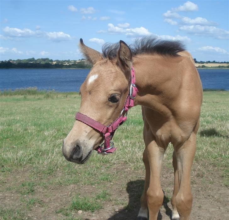 Welsh Partbred (Sec F) Daugaards Magnifique - 15 dage billede 16