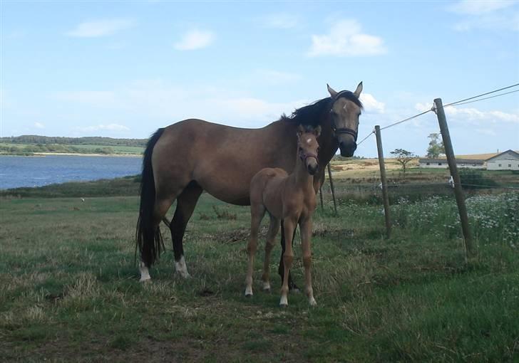 Welsh Partbred (Sec F) Daugaards Magnifique - 15 dage billede 17