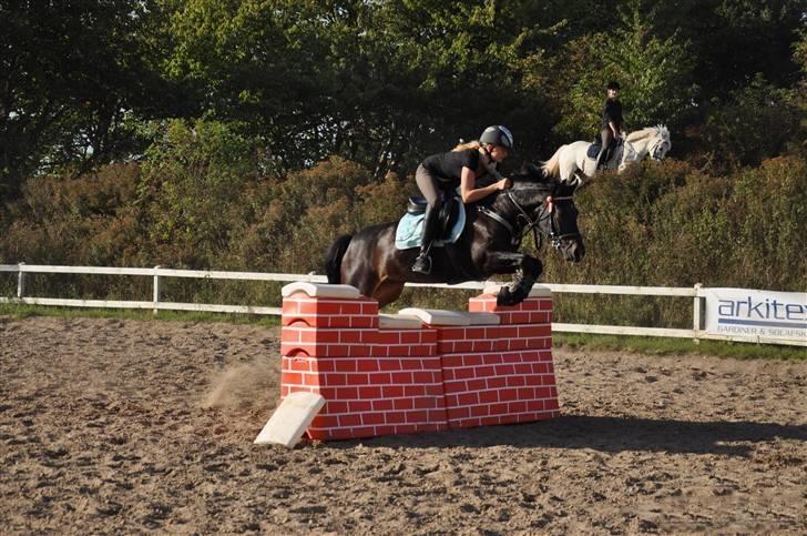 Welsh Partbred (Sec F) Viktor - Solgt :'( - Mur på 105  billede 20