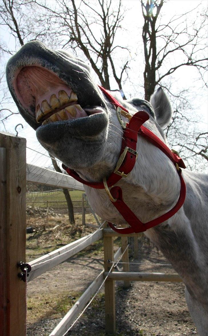 Anden særlig race Marie After Eight - "seeee mine flotte tænder" *foto* mor xD  billede 15