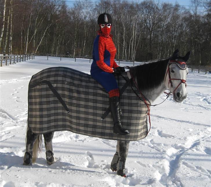 Anden særlig race Marie After Eight - eneste billed a Marie og mig til fastelavn for jeg faldt a hesten lidt efter billedet blev taget og brækkede håndledet --´ *foto* Sarah billede 17