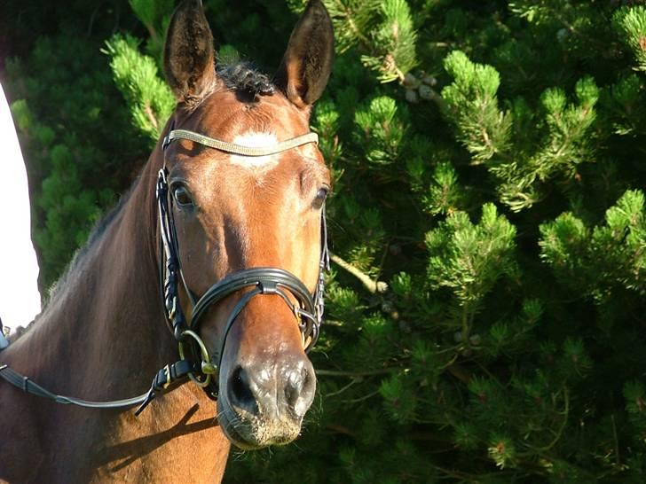 Dansk Varmblod Mister Delight SOLGT billede 1