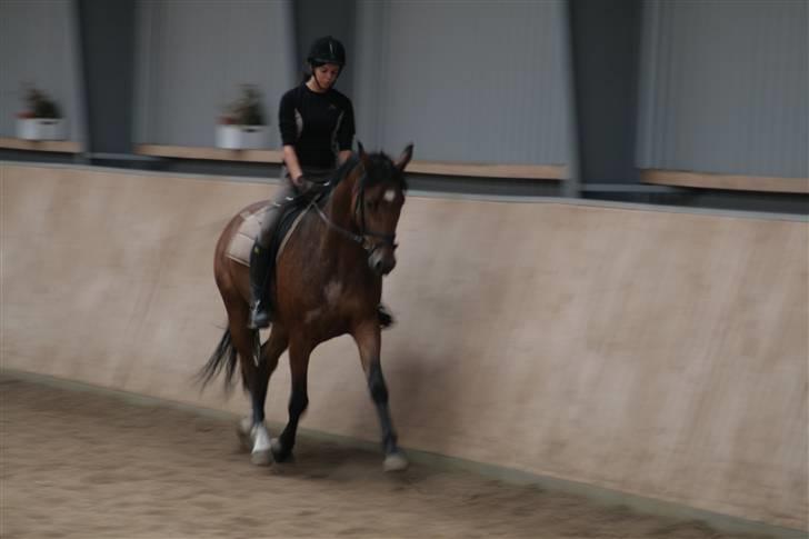 Dansk Varmblod Mister Delight SOLGT billede 2