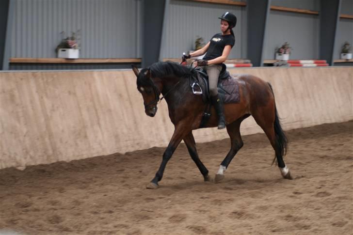 Dansk Varmblod Mister Delight SOLGT - Haha, ja det er sgu hårdt at ride en unghest :p billede 3