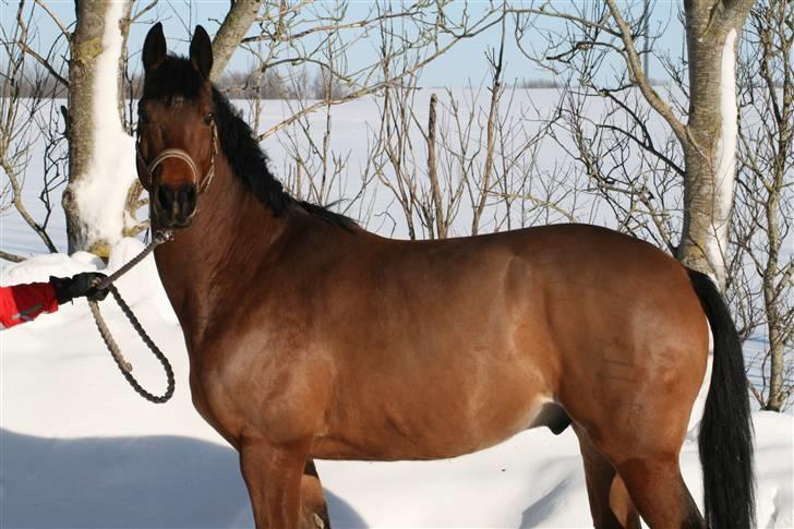 Dansk Varmblod Mister Delight SOLGT billede 4