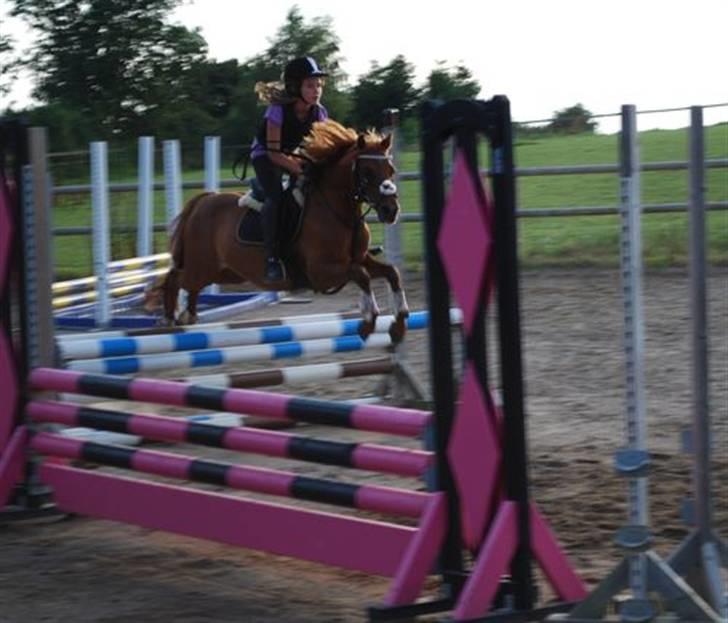 Welsh Pony (sec B) Ysselvliedt's Gipsy Boy billede 17