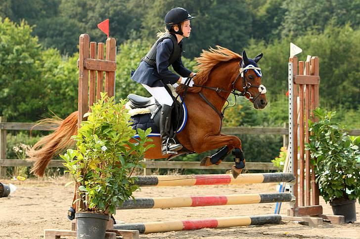Welsh Pony (sec B) Ysselvliedt's Gipsy Boy - stævne SYK august 09, taget af Palle billede 19