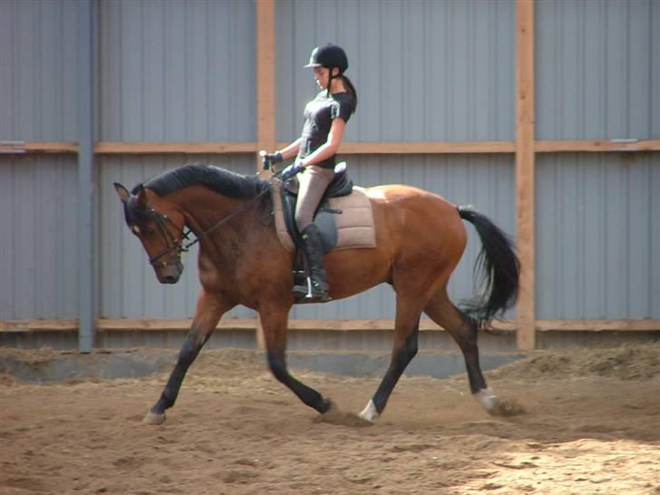 Dansk Varmblod Mister Delight SOLGT billede 5