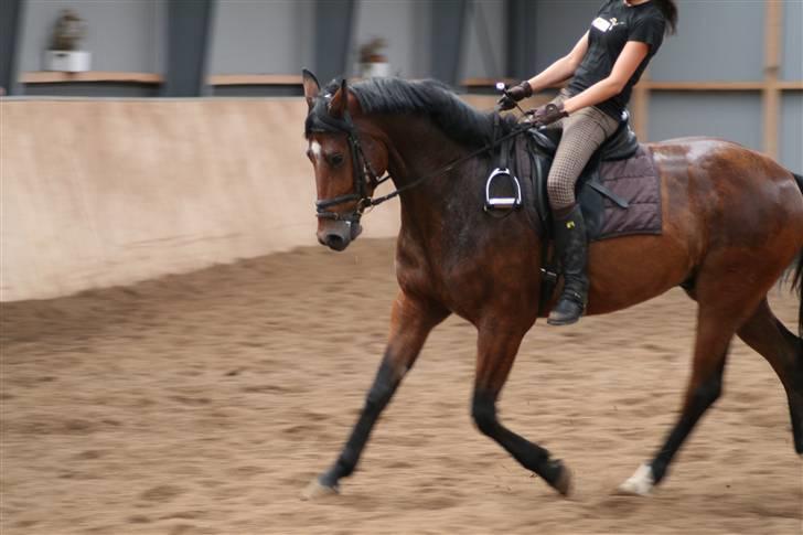 Dansk Varmblod Mister Delight SOLGT billede 6