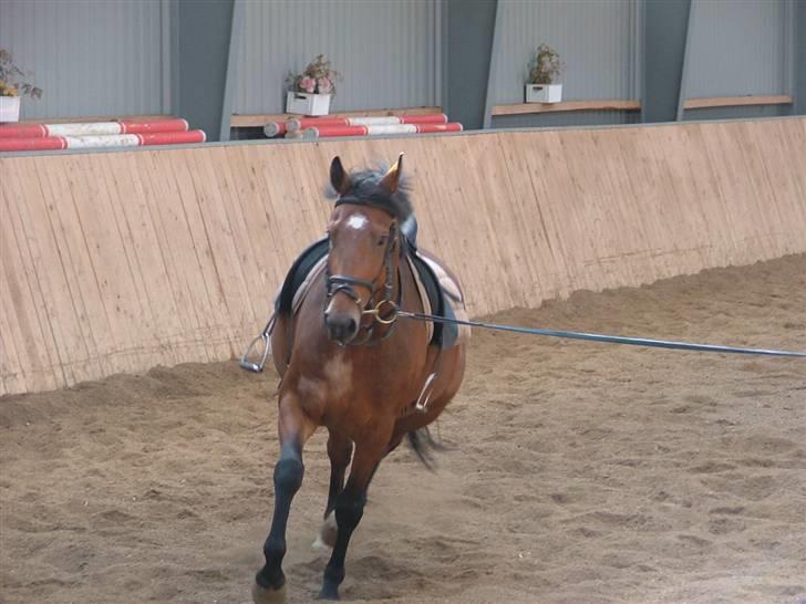 Dansk Varmblod Mister Delight SOLGT - Flødebolle kan man vel godt sige? haha :b billede 7